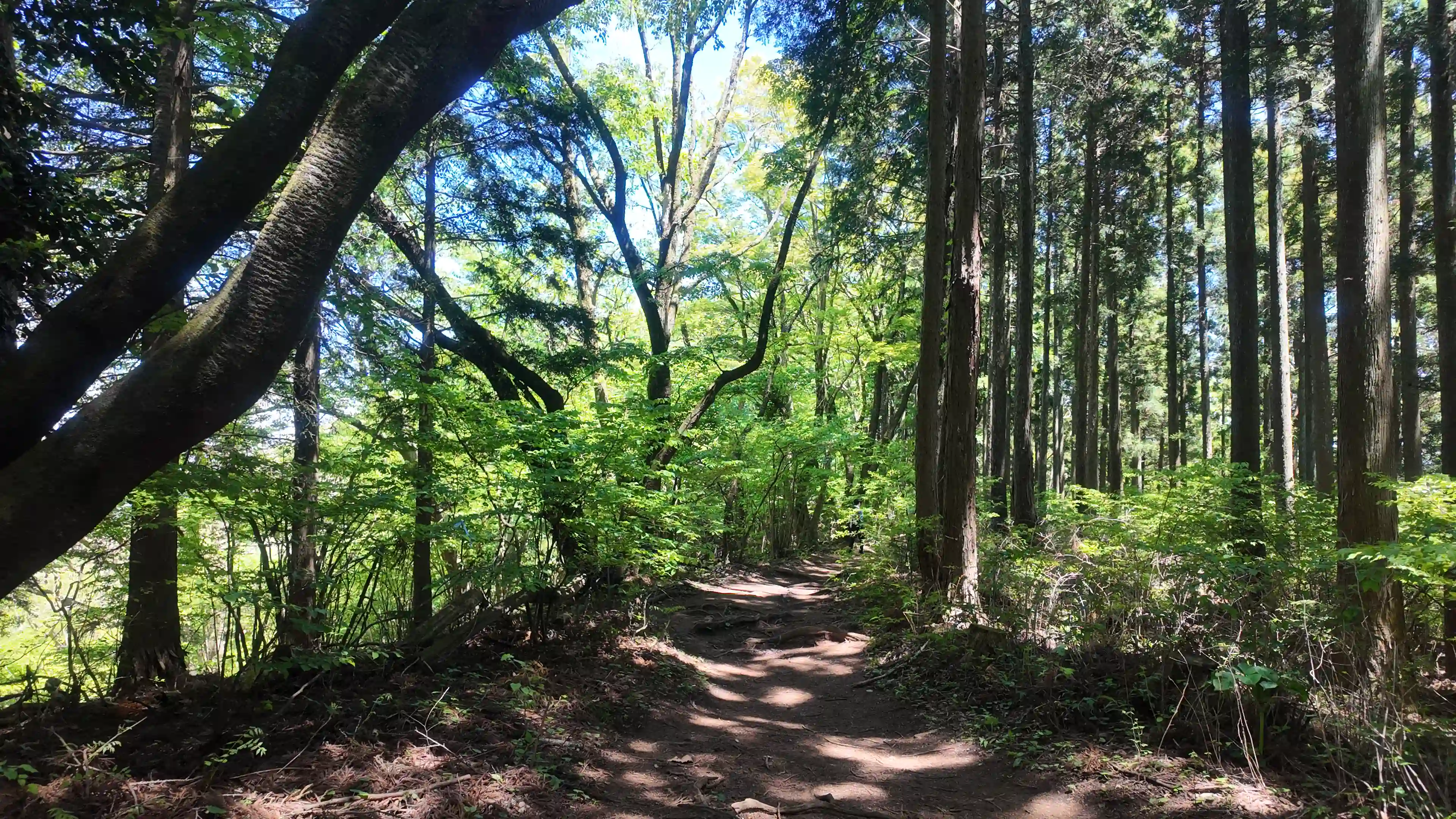 陣馬山〜高尾山縦走の登山道。新緑の木々が続く5月初旬のトレイル